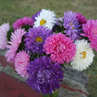 Giants of California Aster