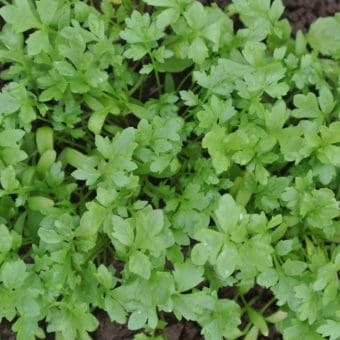 Organic Greek Cress seed