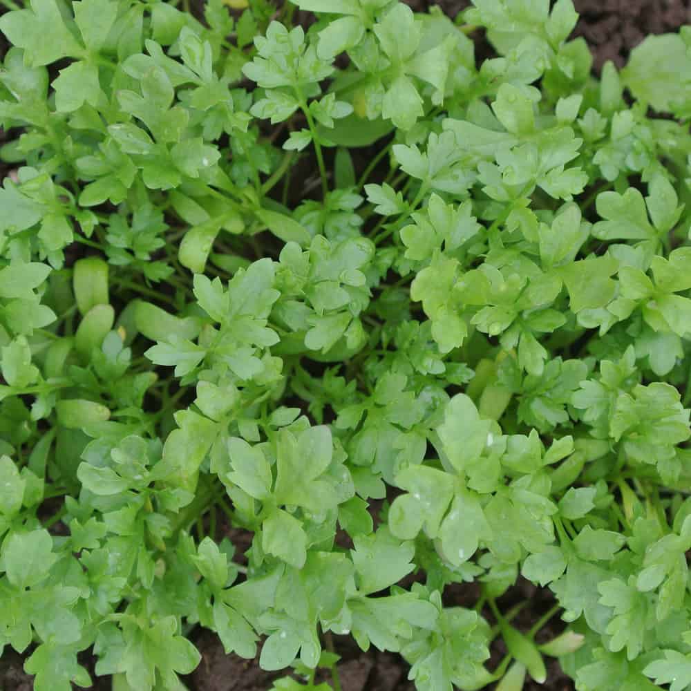 Organic Greek Cress seed