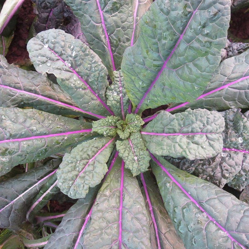 dazzling blue lacinato kale
