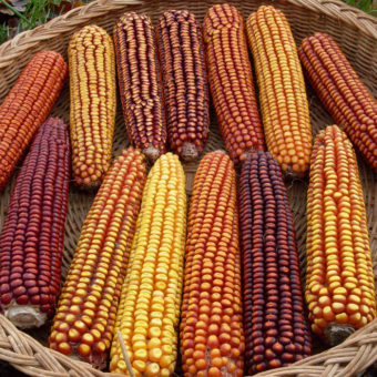 Open Oak Party Mix Organic Dent Corn seed