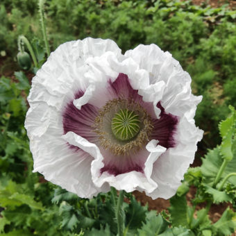Elka White Seeded Poppy