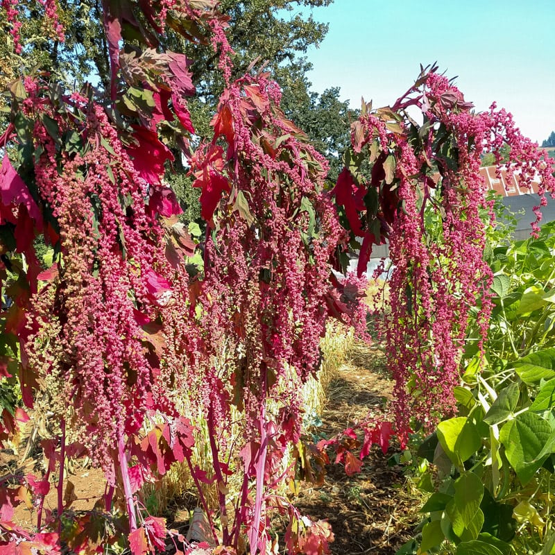 Quinoa Taiwanese