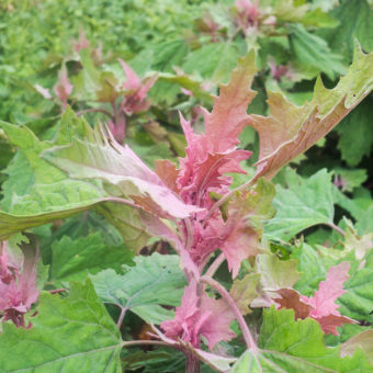 Taiwanese Quinoa