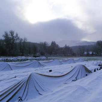 Seed Collections, Wonderful Winter (Organic)