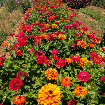 Organic Fireball Zinnia Seed