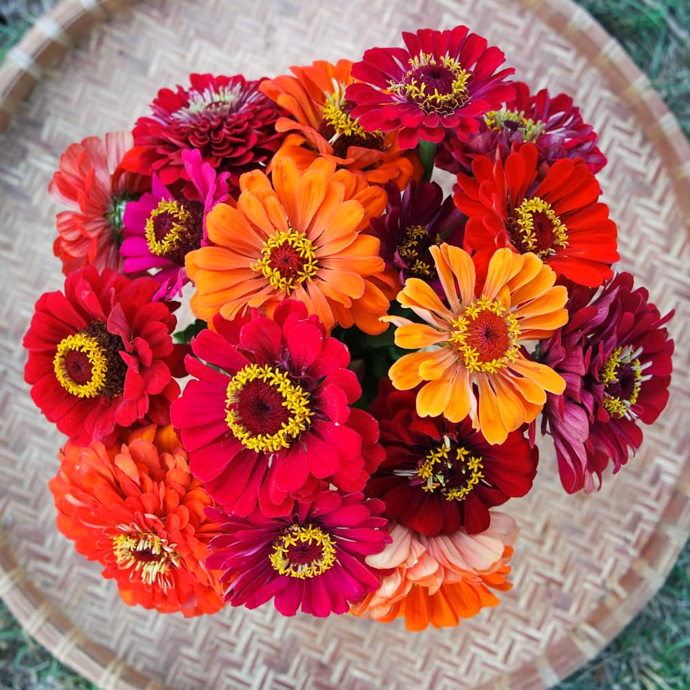 Organic Fireball Zinnia Seed