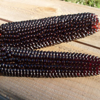 Popcorn, Dakota Black (Organic)