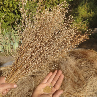 Camelina