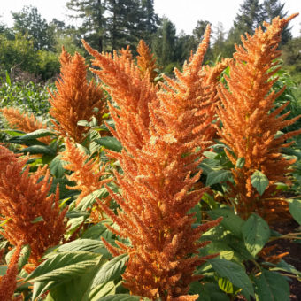 Organic Copperhead Grain Amaranth Seed