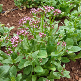Organic Doucette d'Alger Seed