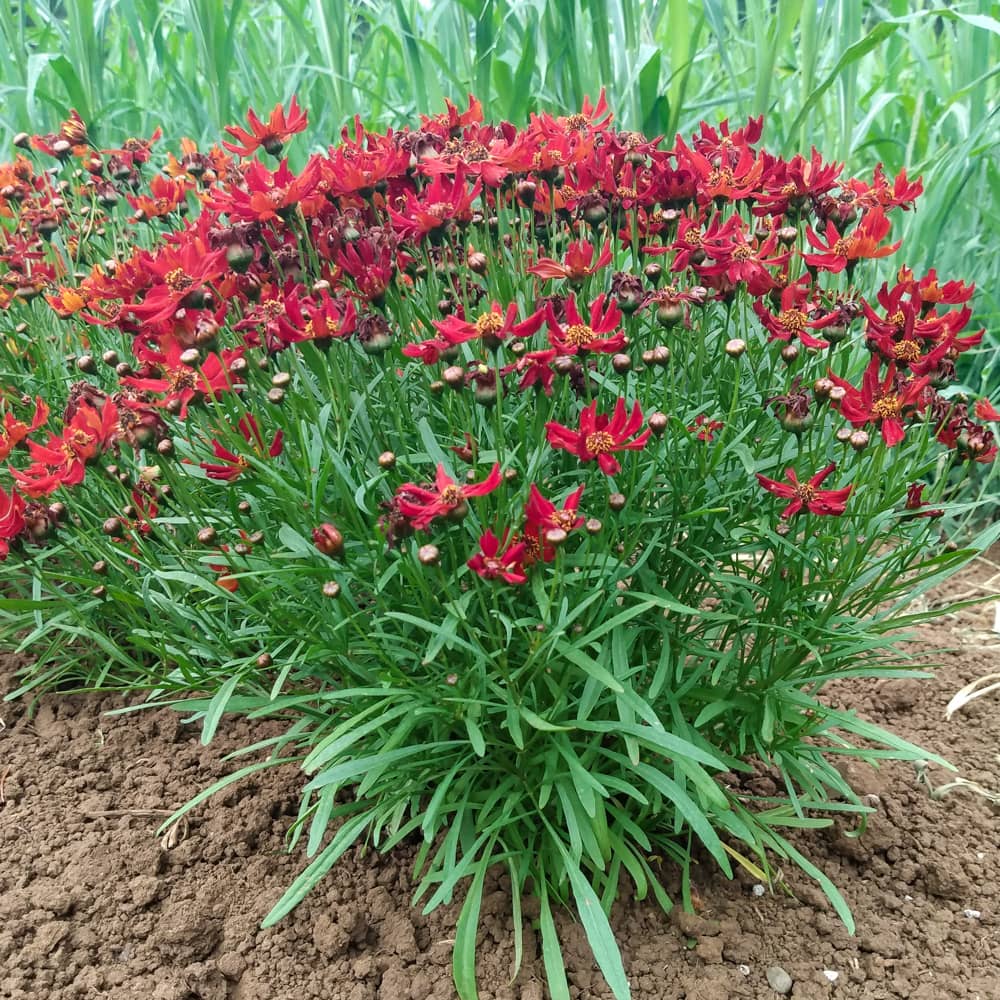 Organic Dwarf Red Coreopsis seeds