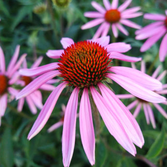 organic Echinacea purpurea seed