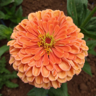 Organic El Dorado Zinnia seed