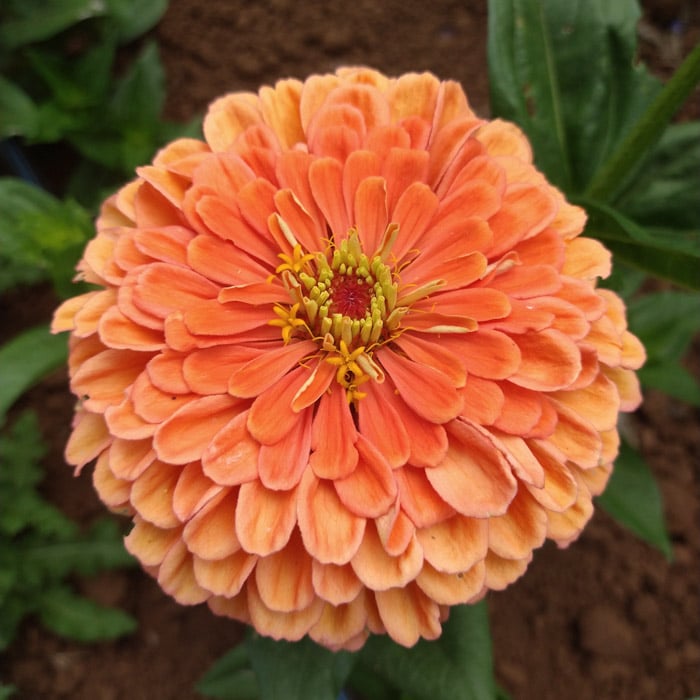 Organic El Dorado Zinnia seed