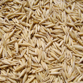 Oats, Föckinghauser (Organic)