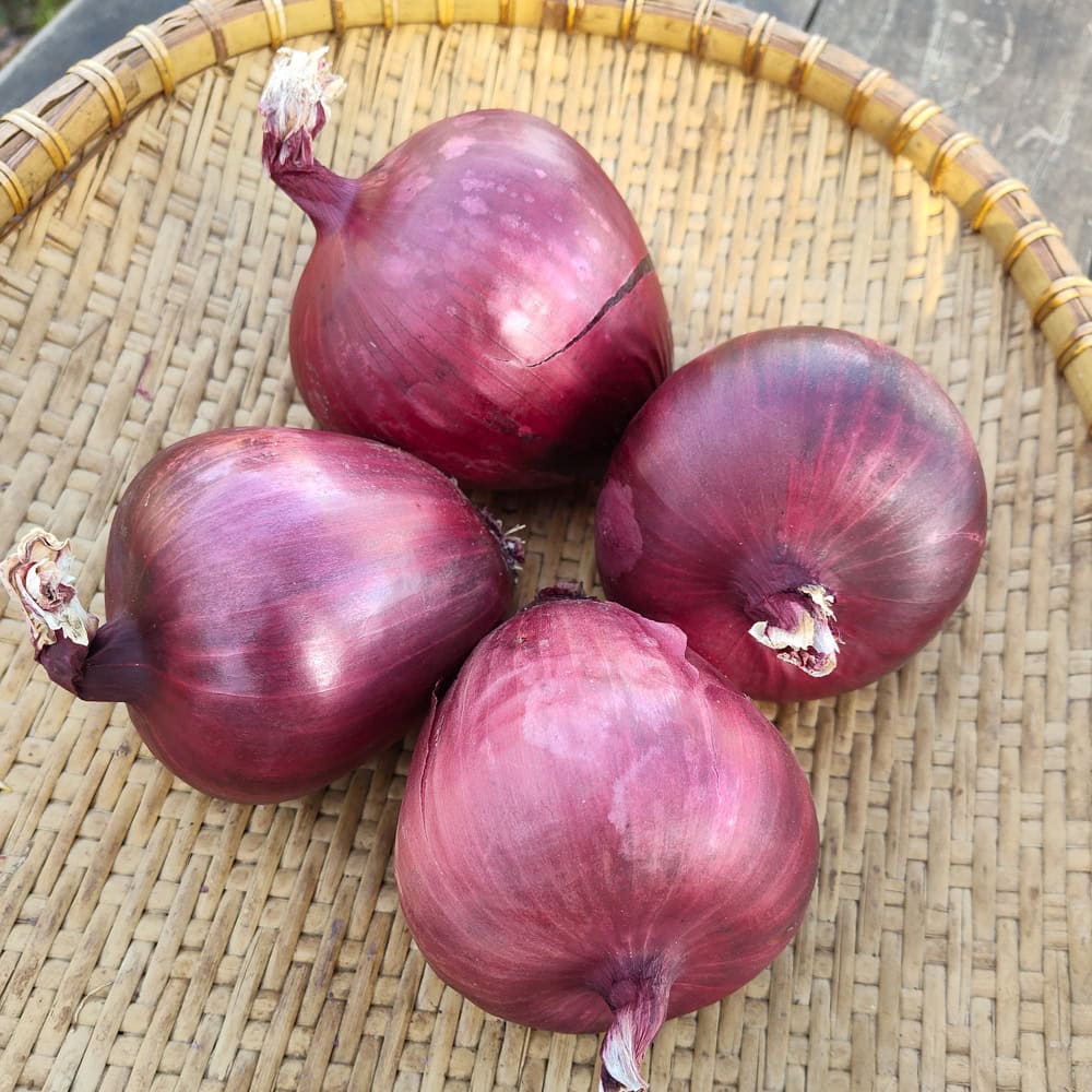 Organic Lilia Onion Seed Bulbs