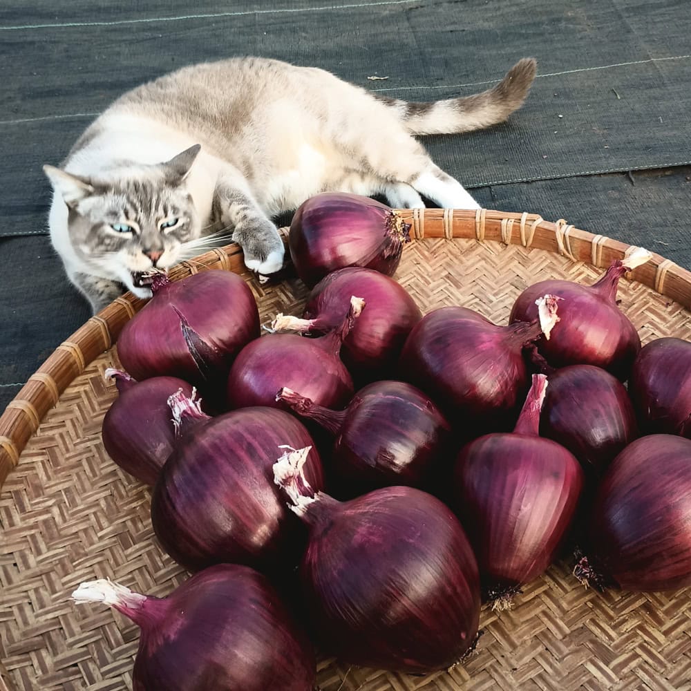 Organic Lilia Onion Seed Bulbs with Elvin the cat