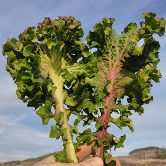 Simone Broadleaf Kale organic