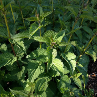 Stinging Nettle