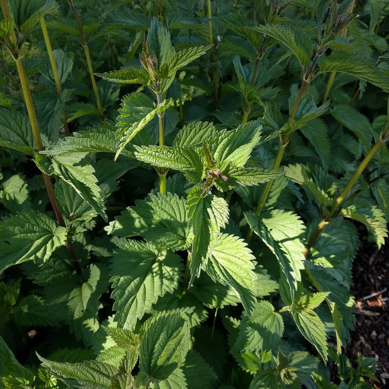 Stinging Nettle