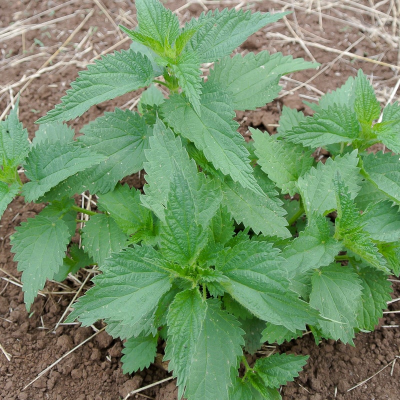 Stinging Nettle (Organic) - Image 2