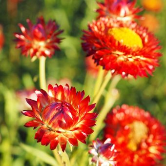 Organic Scarlet Strawflower Seed