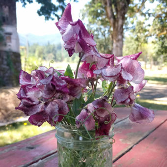Sweet Pea Wiltshire Ripple