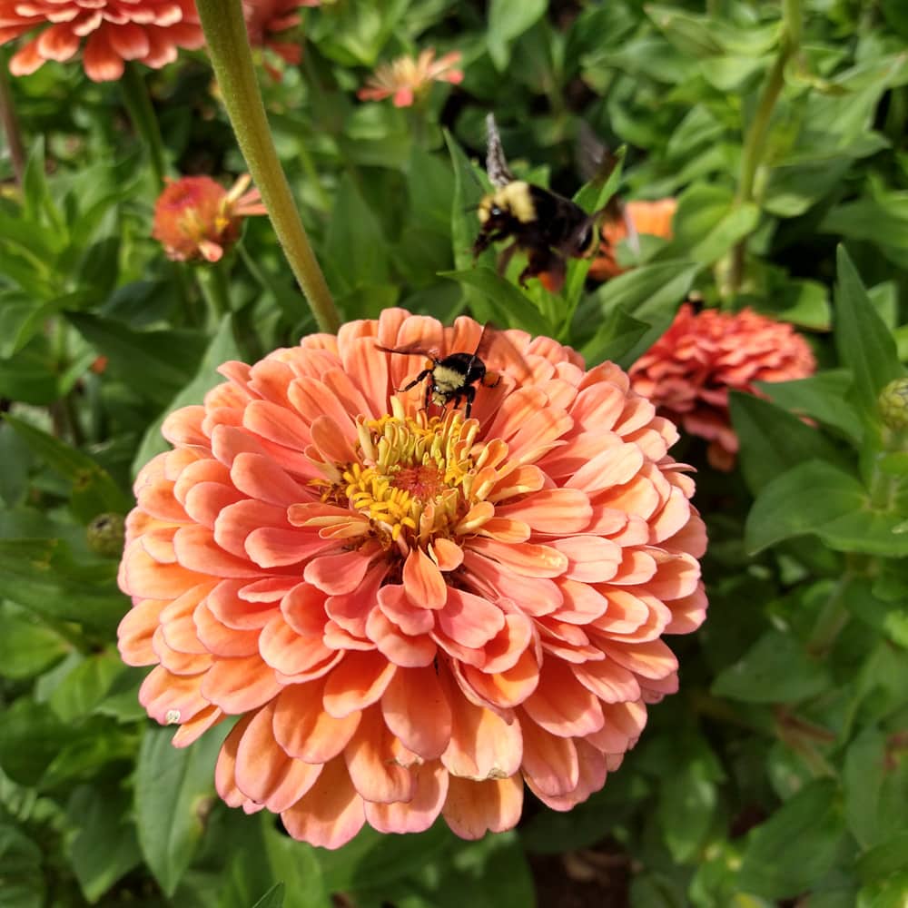 Organic El Dorado Zinnia seed