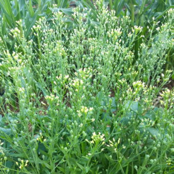 Camelina Camelina