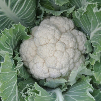cauliflower prestige