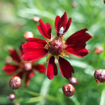 Dwarf Red Coreopsis