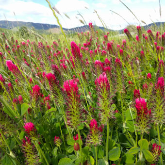 Crimson Clover Cover Crop