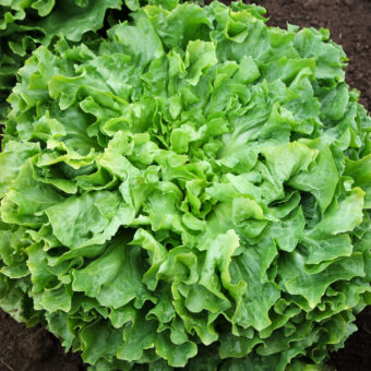 Diva Escarole