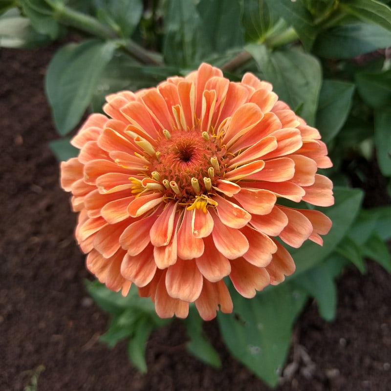organic el dorado zinnia seed