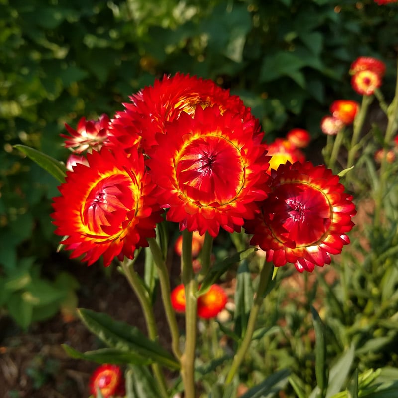 Organic Scarlet Strawflower Seed