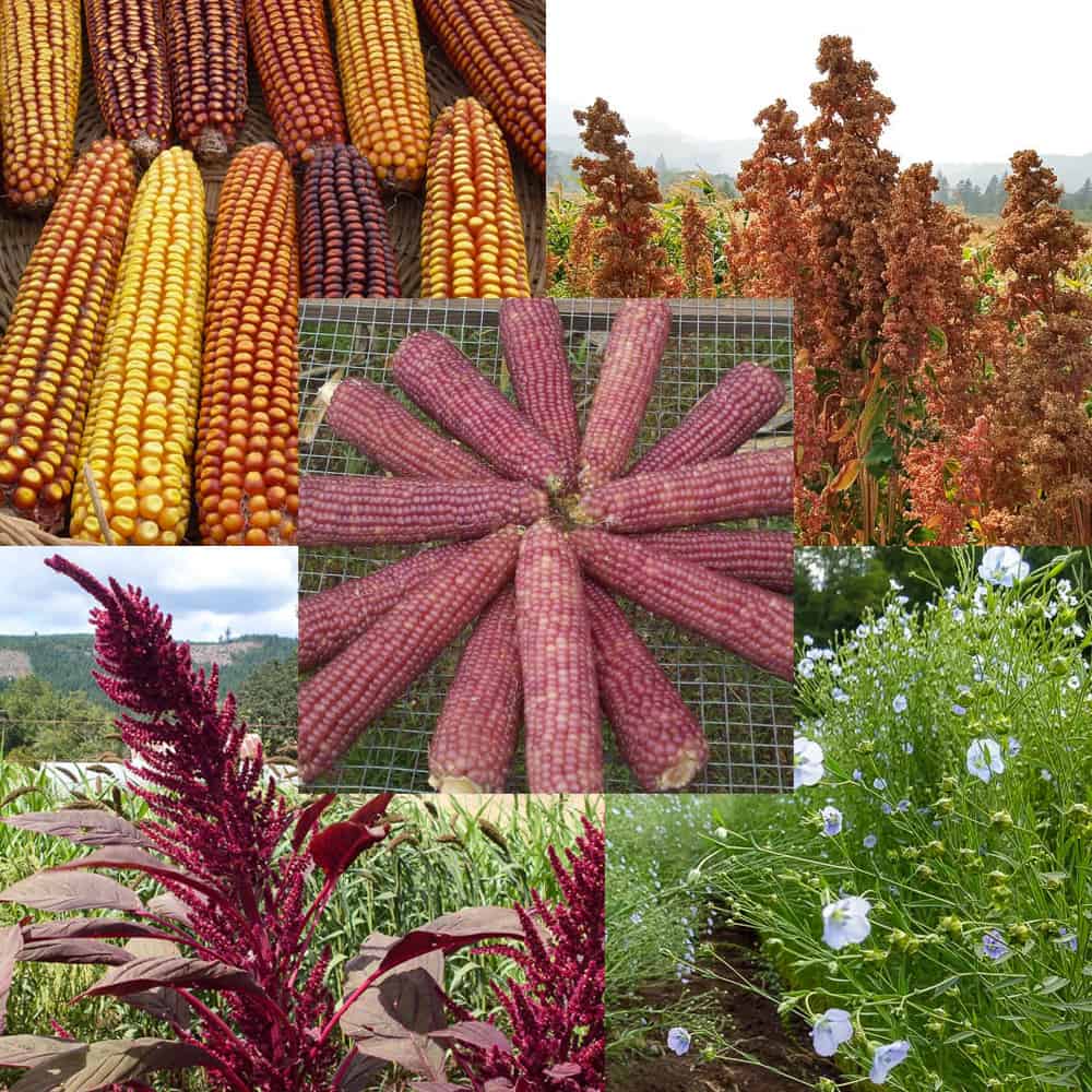 organic grow your own grains seed collection