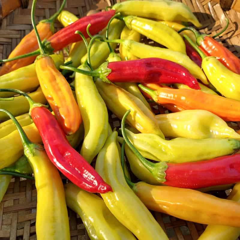 Organic Aji Marchant Hot Pepper seeds