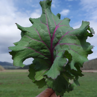 Simone Broadleaf Kale
