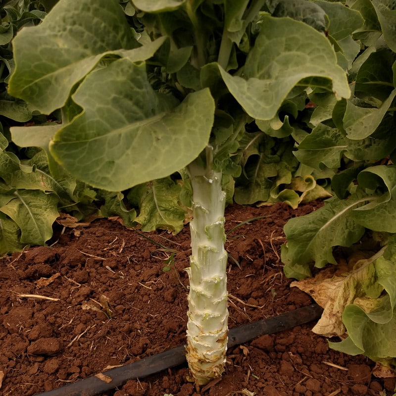 Lettuce Xingtai 16
