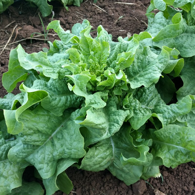 Lettuce Xingtai 16