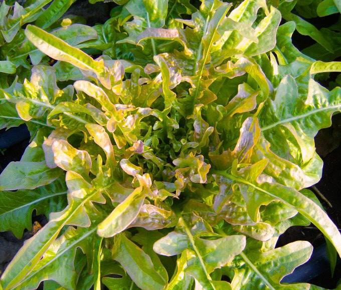 Carnival lettuce
