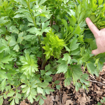 Lovage Organic Lovage seed