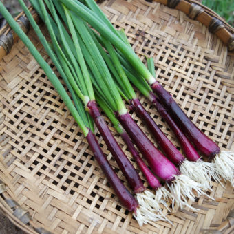 Lilia Onion