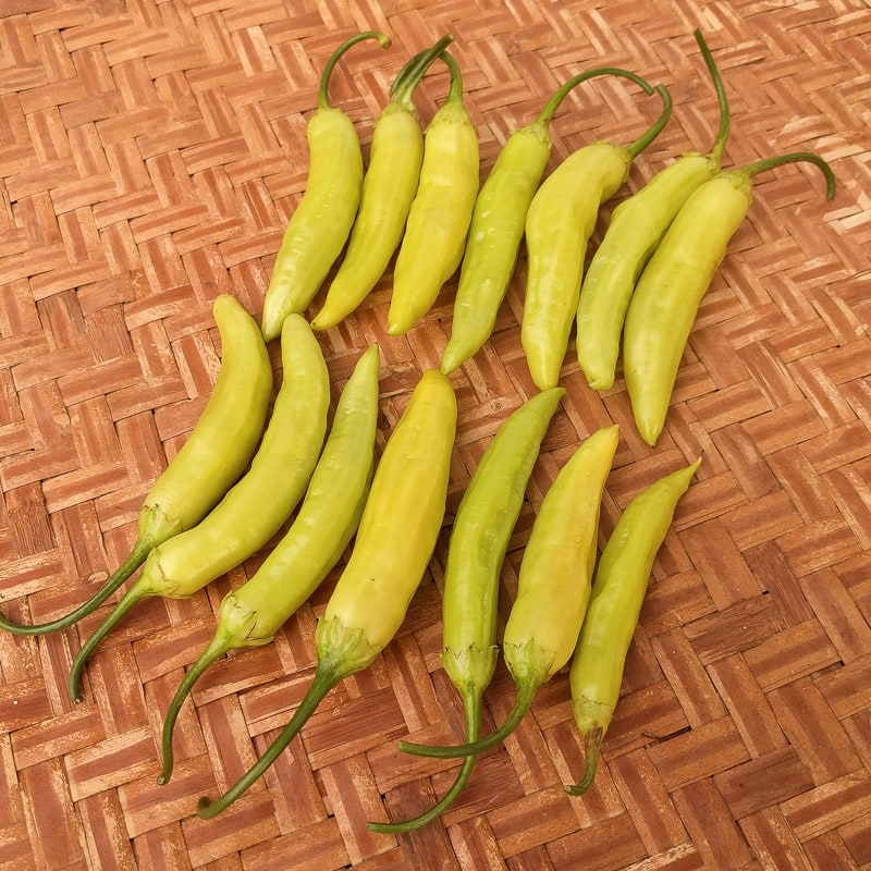 Aji Marchant Pepper