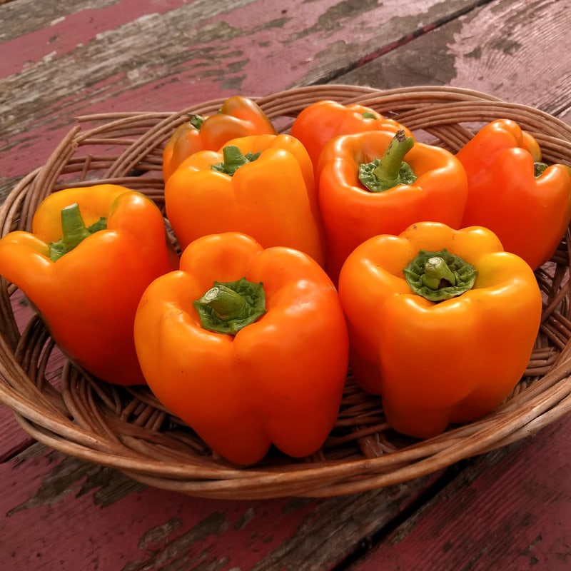 Etiuda Pepper