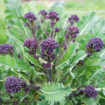 Red Arrow Purple Sprouting Broccoli Red Arrow Purple Sprouting Broccoli