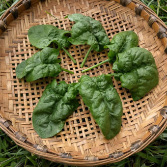 Abundant Bloomsdale Spinach