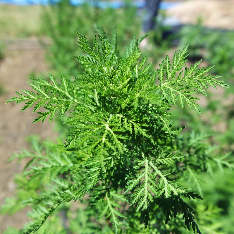 Sweet Annie Artemisia annua