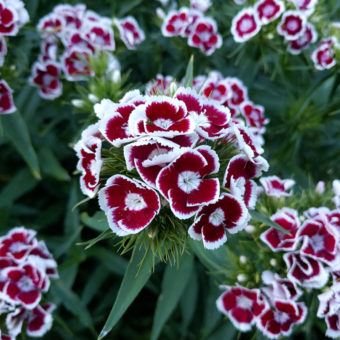Holborn Glory Sweet William